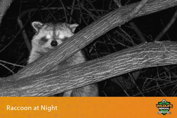 Image of a raccoon at night