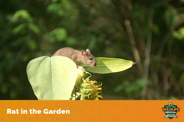 Image of a rat in the garden