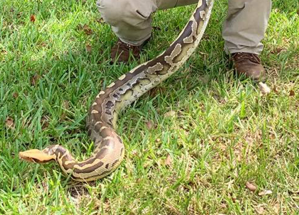 Snake Removal AAAC Wildlife Removal of Orlando
