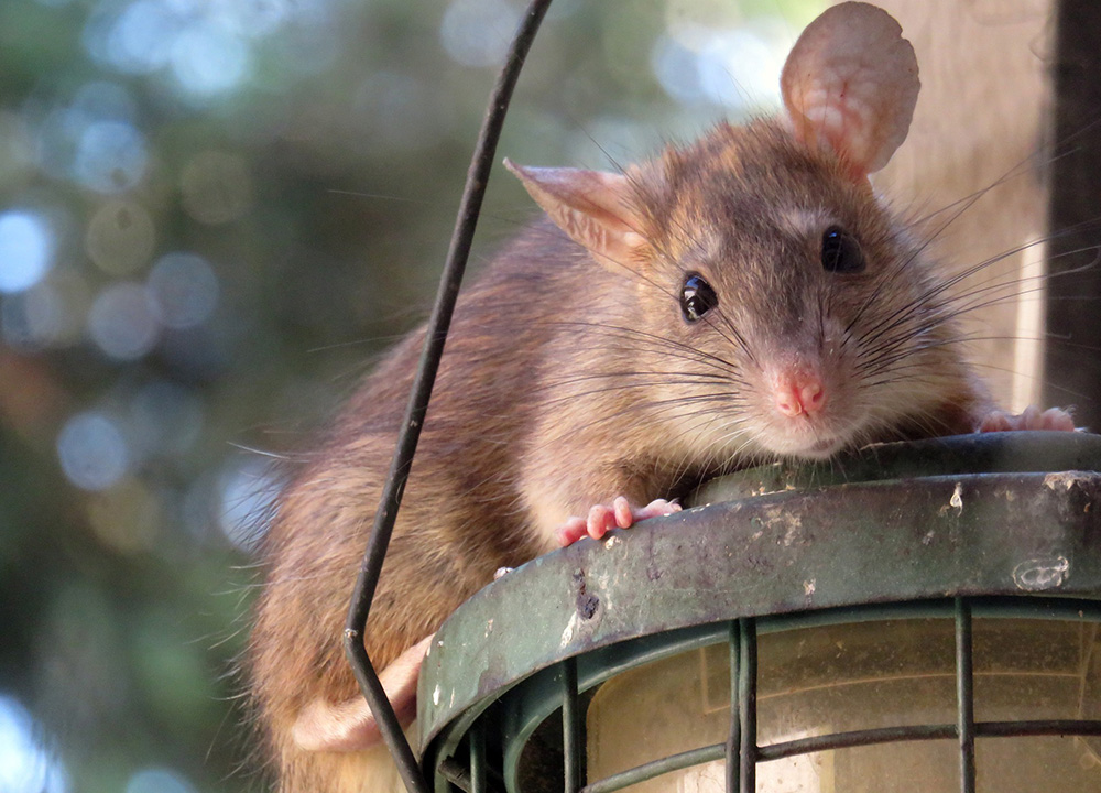 Wildlife Removal South Beach | Pest Animal Control