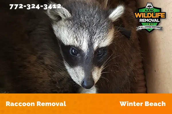 Raccoon Removal Winter Beach