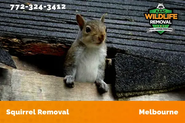 Squirrel Removal Melbourne