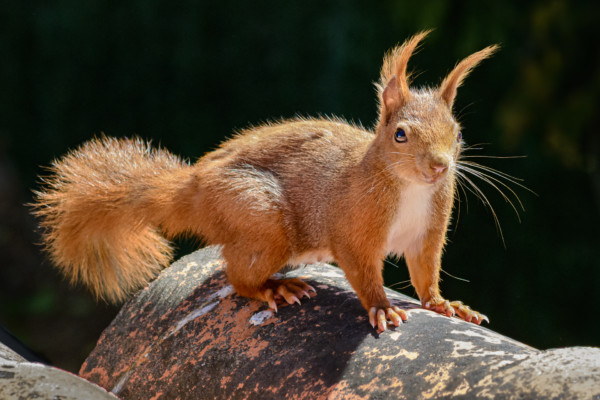 Squirrel attacks at least 3 at Central Florida senior center - AAAC