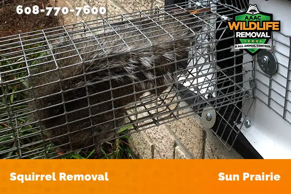 Squirrel Removal Sun Prairie