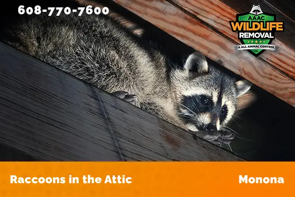 Racoon in the attic in Monona