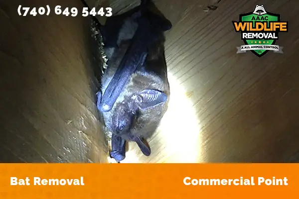 Bat Removal job in Commercial Point