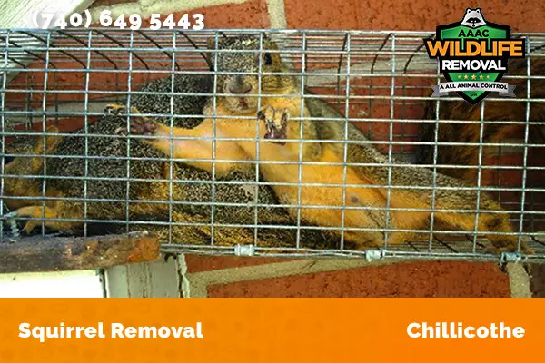 Squirrel Removal Chillicothe