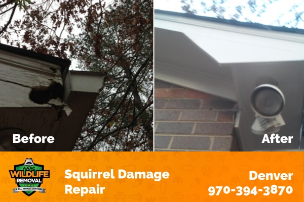 Squirrel Damage Repair Denver