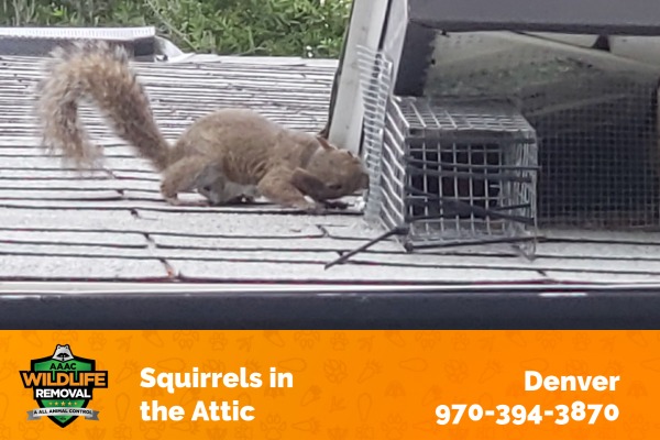 Squirrels in the Attic Denver