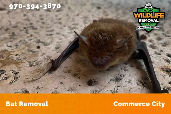 Bat Removal Commerce City