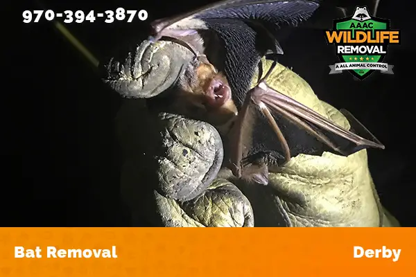 Bat Removal Derby