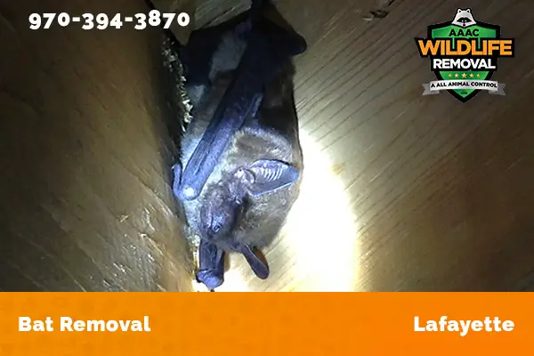 Bat Removal Lafayette