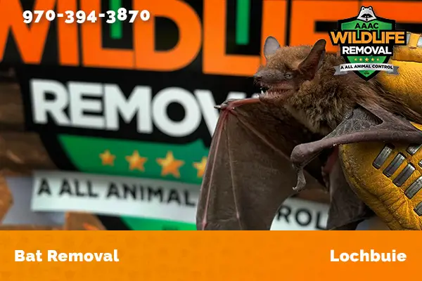 Bat Removal Lochbuie