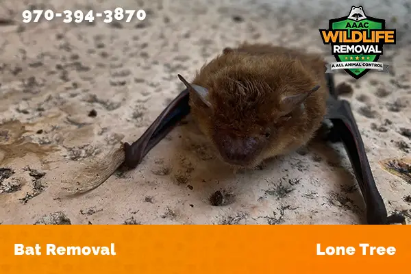 Bat Removal Lone Tree