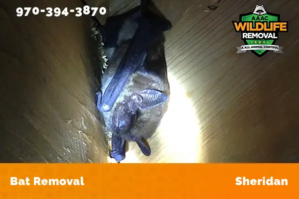 Bat Removal Sheridan