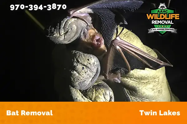Bat Removal Twin Lakes