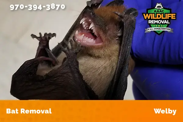 Bat Removal Welby