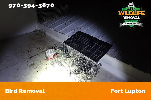 Bird Removal Fort Lupton