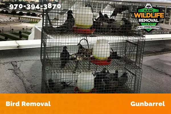 Bird Removal Gunbarrel