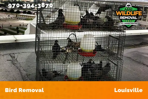 Bird Removal Louisville
