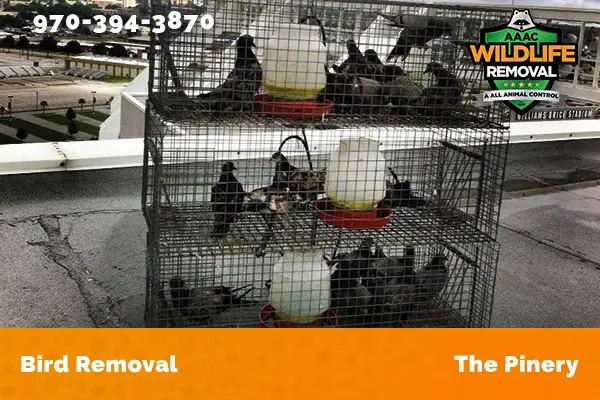 Bird Removal The Pinery