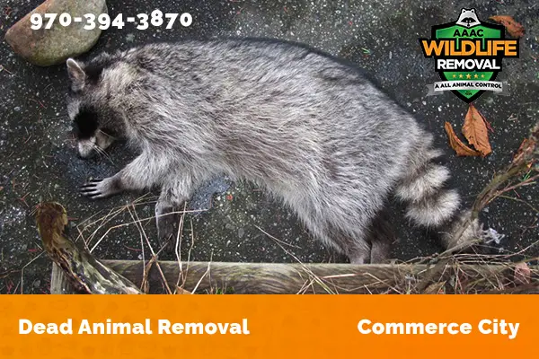 Dead Animal Removal Commerce City