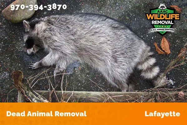 Dead Animal Removal Lafayette