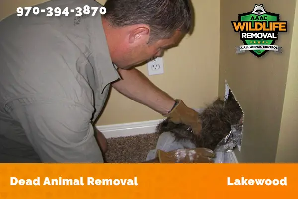 Dead Animal Removal Lakewood