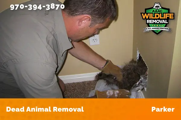 Dead Animal Removal Parker