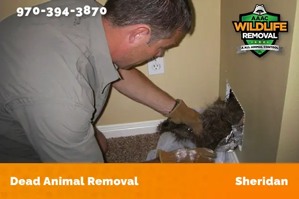 Dead Animal Removal Sheridan
