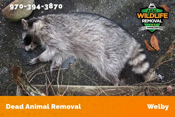 Dead Animal Removal Welby