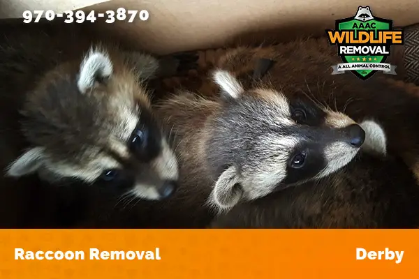 Raccoon Removal Derby