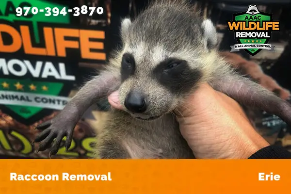 Raccoon Removal Erie