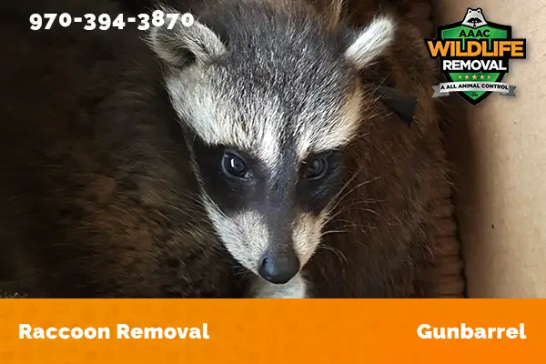 Raccoon Removal Gunbarrel