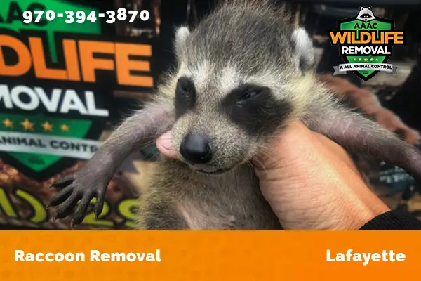 Raccoon Removal Lafayette