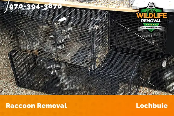 Raccoon Removal Lochbuie