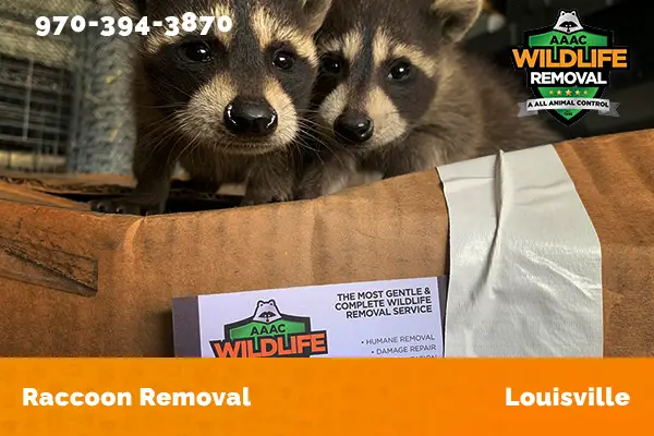 Raccoon Removal Louisville