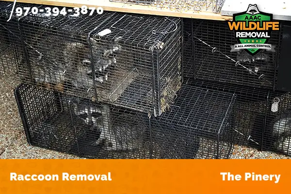 Raccoon Removal The Pinery