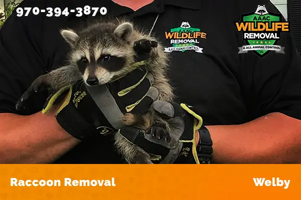 Raccoon Removal Welby