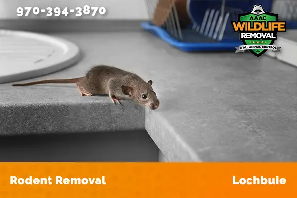 Rodent Removal Lochbuie