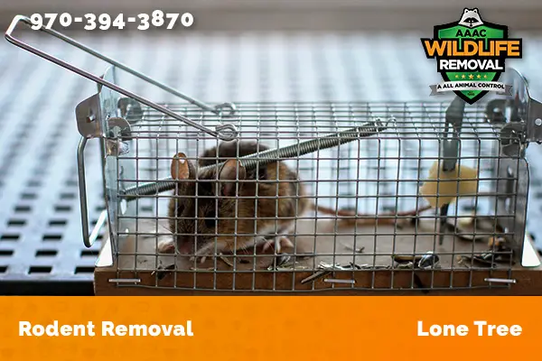 Rodent Removal Lone Tree