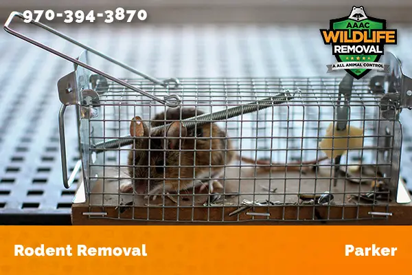 Rodent Removal Parker