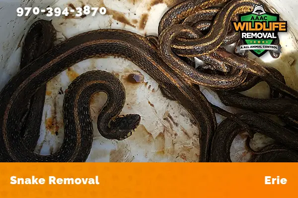 Snake Removal Erie