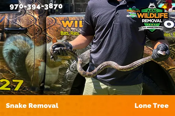 Snake Removal Lone Tree