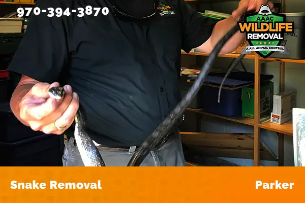 Snake Removal Parker