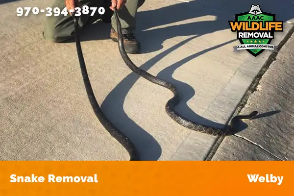 Snake Removal Welby