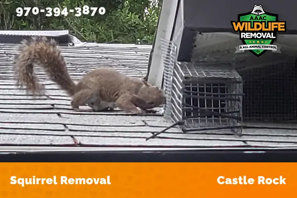 Squirrel Removal Castle Rock