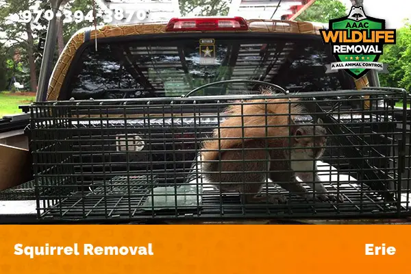 Squirrel Removal Erie