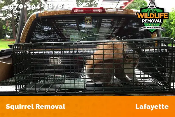 Squirrel Removal Lafayette
