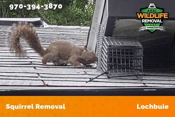 Squirrel Removal Lochbuie